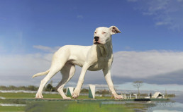 Argentinian Dog | Strong & Loyal Companion