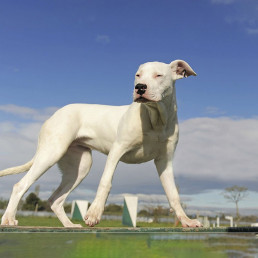 Argentinian Dog | Strong & Loyal Companion