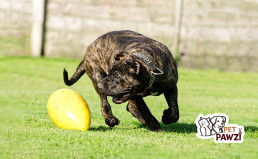 Canarian dog | Powerful & Loyal Guardian