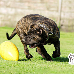 Canarian dog | Powerful & Loyal Guardian