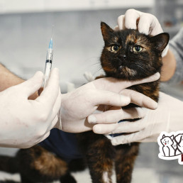 Cat Vaccines | Protect Your Pet from Common Diseases