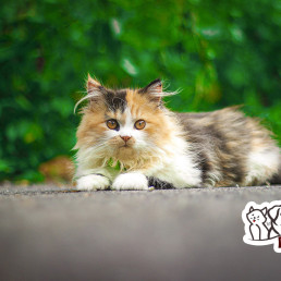 Cat With Hair | Fluffy and Adorable Breeds