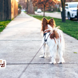Dog Friendly Places | Best Spots for Your Pup