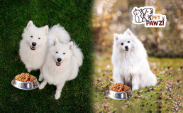 Best Food for White Dogs | Healthy & Shiny Coat