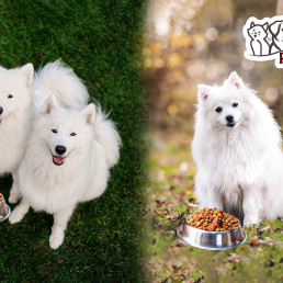 Best Food for White Dogs | Healthy & Shiny Coat