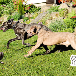 Great Dane | The Gentle Giant Dog Breed