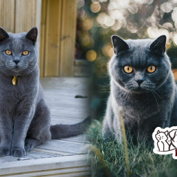 British Blue Cat | Elegant and Gentle Feline