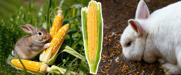 Can Rabbits Eat Corn? Nutrition Facts and Feeding Tips
