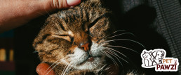 How to Care for Older Cats | Health Diet & Comfort Guide