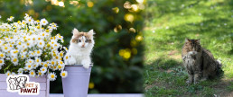 Cat Friendly Places in Poland | Best Spots for Your Feline Friend